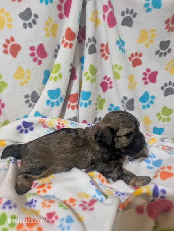 Shih poo male – Shih Tzu, Poodle - Toy  puppy for sale in Dillon, SC