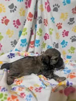 Shih poo male, a male Shih Tzu and Poodle - Toy  for sale in Dillon, SC – Photo 1 of 3