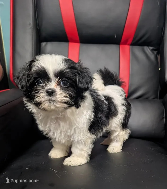 Ivey 3 – Shih Tzu puppy for sale in Dillon, SC