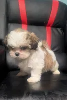 Ivey 2, a female Shih Tzu for sale in Dillon, SC – 2 of 3
