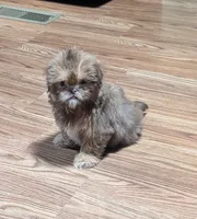 Yellow , a female Shih Tzu for sale in Dillon, SC – 2 of 4