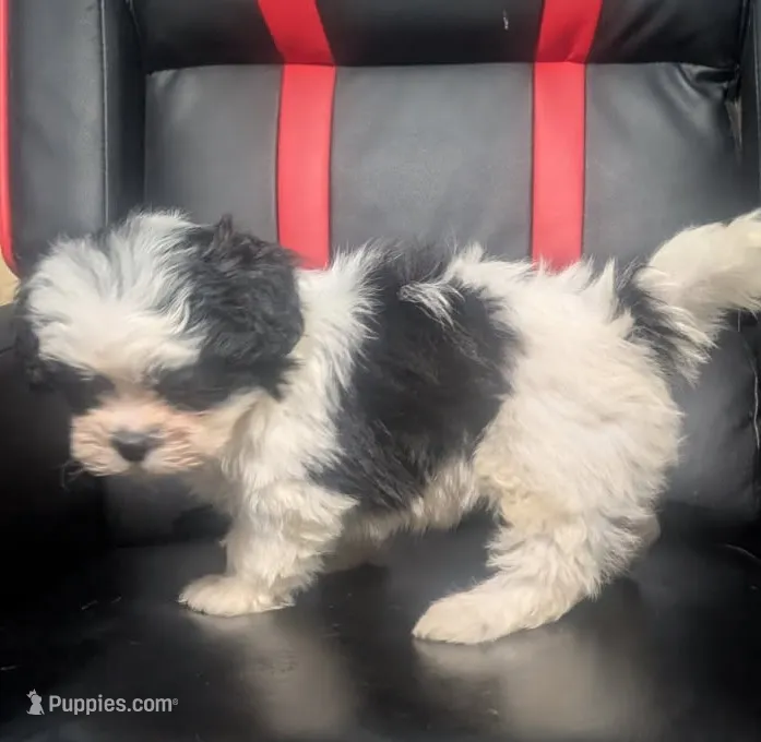 Rowan 1 – Shih Tzu puppy for sale in Dillon, SC