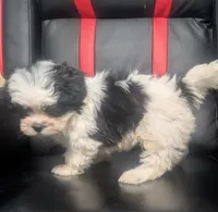 Rowan 1, a male Shih Tzu for sale in Dillon, SC – 1 of 3