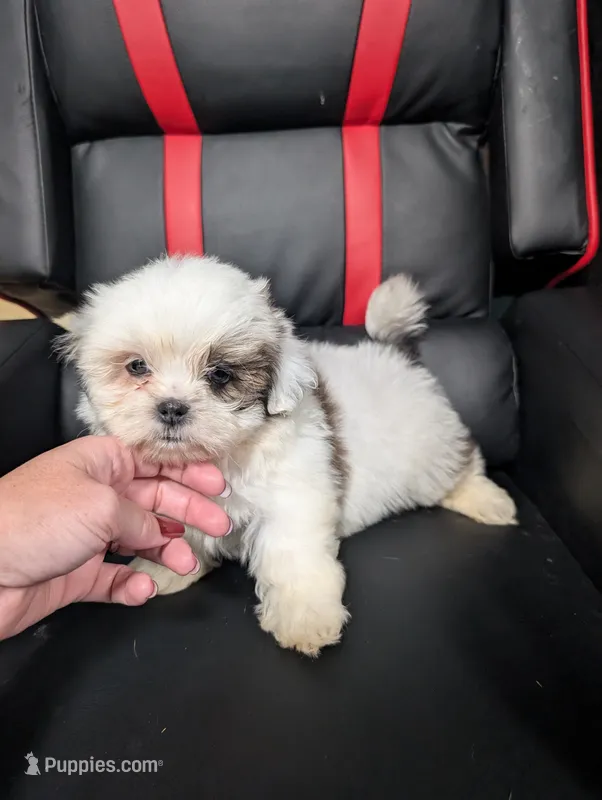 Bo – Maltese, Shih Tzu puppy for sale in Dillon, SC