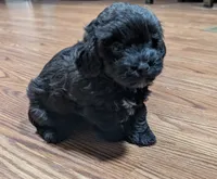 Gaia, a female Shih Tzu and Poodle - Toy  for sale in Dillon, SC – 1 of 3