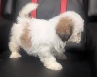 Ivey 1, a female Shih Tzu for sale in Dillon, SC – 3 of 3
