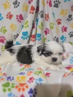 Peke a Tzu male, a male Pekingese and Shih Tzu for sale in Dillon, SC – Photo 2 of 3