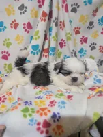 Peke a Tzu male, a male Pekingese and Shih Tzu for sale in Dillon, SC – Photo 3 of 3