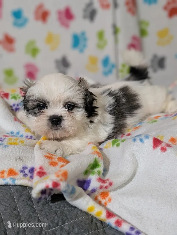 Peke a Tzu male – Pekingese, Shih Tzu puppy for sale in Dillon, SC