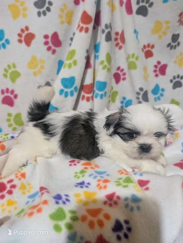 Peke a Tzu male – Pekingese, Shih Tzu puppy for sale in Dillon, SC