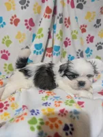 Peke a Tzu male, a male Pekingese and Shih Tzu for sale in Dillon, SC – Photo 1 of 3