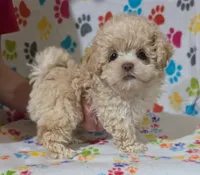 Girl 2, a female Shih Tzu and Poodle - Toy  for sale in Dillon, SC – 1 of 2