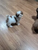 Red, a male Shih Tzu for sale in Dillon, SC – 4 of 4