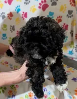Boy 2, a male Shih Tzu and Poodle - Toy  for sale in Dillon, SC – 2 of 2