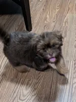 Blue, a male Shih Tzu for sale in Dillon, SC – 3 of 4