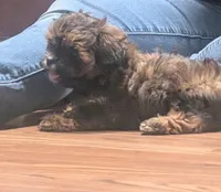 Daisy , a female Shihpoo for sale in Dillon, SC – 3 of 3
