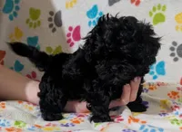 Girl 1, a female Shih Tzu and Poodle - Toy  for sale in Dillon, SC – 2 of 2