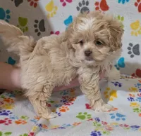 Girl 3, a female Shih Tzu and Poodle - Toy  for sale in Dillon, SC – 1 of 2