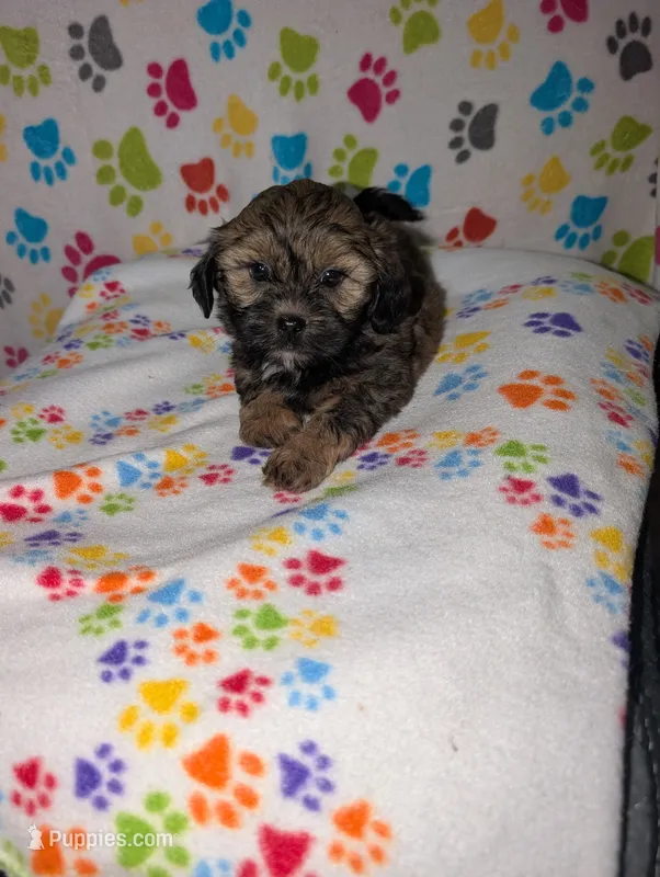 Shih poo male – Shih Tzu, Poodle - Toy  puppy for sale in Dillon, SC
