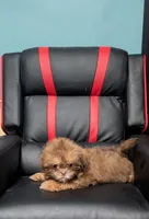 Yellow , a female Shih Tzu for sale in Dillon, SC – 3 of 4