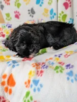 Shih poo girl , a female Shih Tzu and Poodle - Toy  for sale in Dillon, SC – 2 of 3