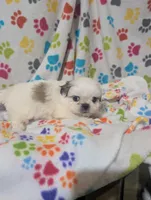 Peke a Tzu girl 1, a female Pekingese and Shih Tzu for sale in Dillon, SC – Photo 3 of 3