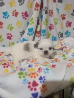 Peke a Tzu girl 1, a female Pekingese and Shih Tzu for sale in Dillon, SC – Photo 2 of 3