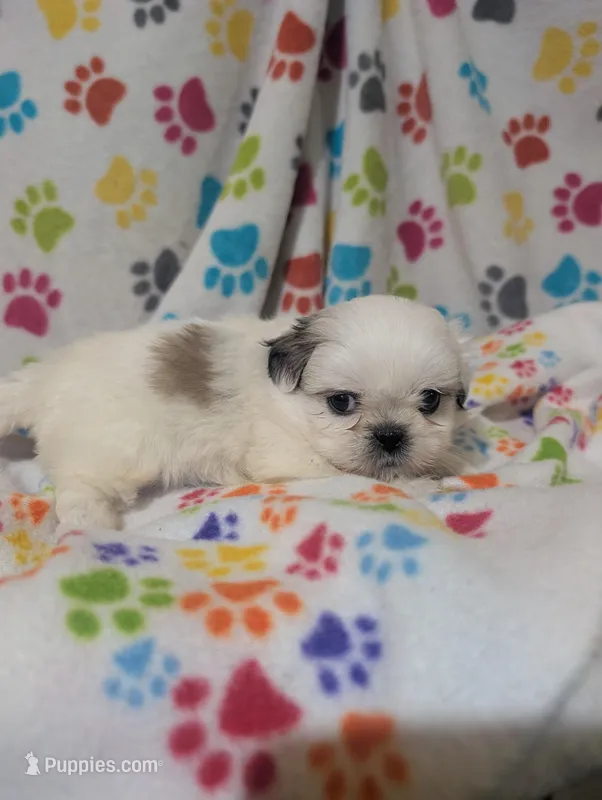 Peke a Tzu girl 1 – Pekingese, Shih Tzu puppy for sale in Dillon, SC