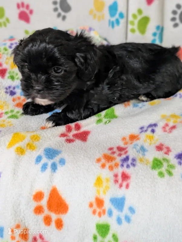 Shih poo girl  – Shih Tzu, Poodle - Toy  puppy for sale in Dillon, SC