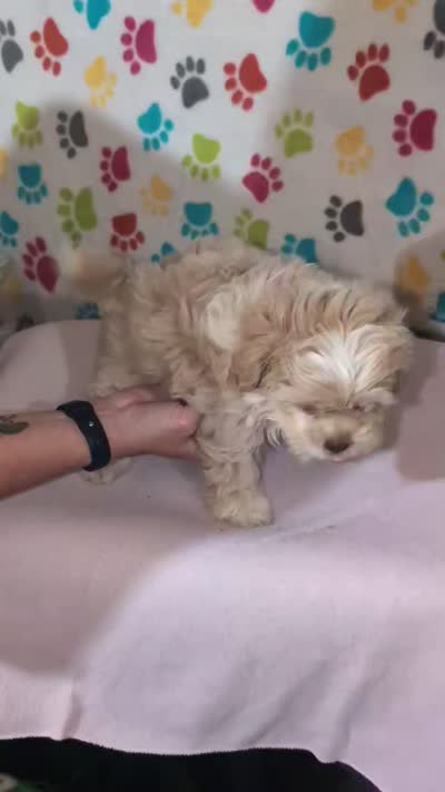 Girl 3, a female Shih Tzu and Poodle - Toy  for sale in Dillon, SC – 3 of 3