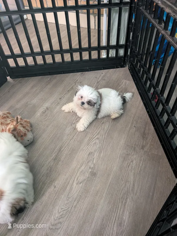 Bo – Maltese, Shih Tzu puppy for sale in Dillon, SC