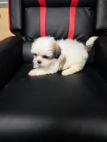 Luke, a male Maltese and Shih Tzu for sale in Dillon, SC – 2 of 3
