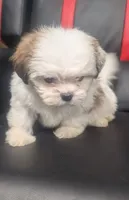 Ivey 1, a female Shih Tzu for sale in Dillon, SC – 2 of 3