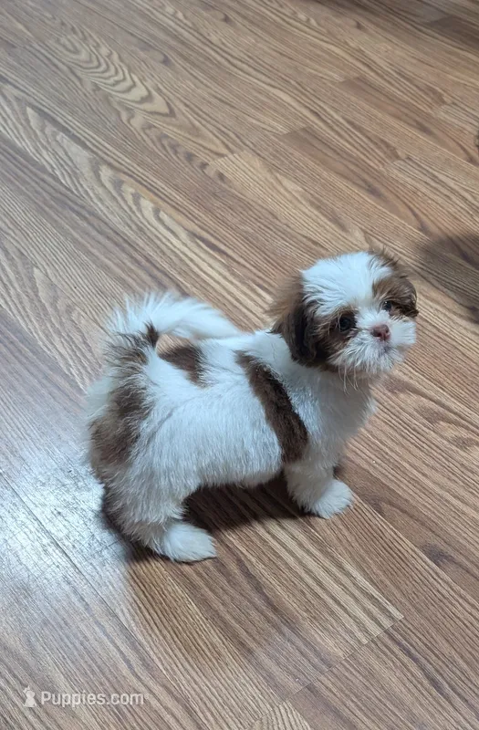 Red – Shih Tzu puppy for sale in Dillon, SC