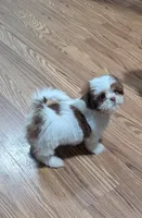 Red, a male Shih Tzu for sale in Dillon, SC – 1 of 4