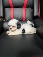 Jesse , a male Maltese and Shih Tzu for sale in Dillon, SC – 4 of 4