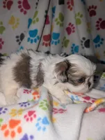 Peke a Tzu girl 2, a female Pekingese and Shih Tzu for sale in Dillon, SC – Photo 2 of 3