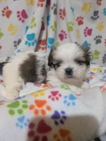 Peke a Tzu girl 2, a female Pekingese and Shih Tzu for sale in Dillon, SC – Photo 1 of 3
