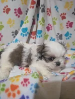 Peke a Tzu girl 2, a female Pekingese and Shih Tzu for sale in Dillon, SC – Photo 3 of 3