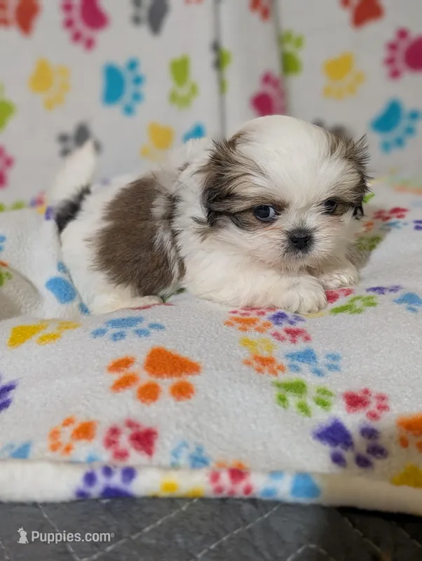 Peke a Tzu girl 2 – Pekingese, Shih Tzu puppy for sale in Dillon, SC