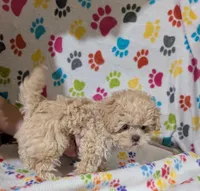 Girl 2, a female Shih Tzu and Poodle - Toy  for sale in Dillon, SC – 2 of 2