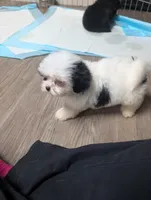 Jesse , a male Maltese and Shih Tzu for sale in Dillon, SC – 1 of 4