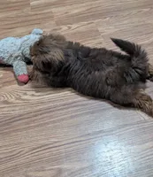 Blue, a male Shih Tzu for sale in Dillon, SC – 4 of 4