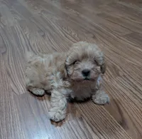 Ragnar, a male Shih Tzu and Poodle - Toy  for sale in Dillon, SC – 3 of 3