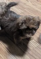 Blue, a male Shih Tzu for sale in Dillon, SC – 2 of 4