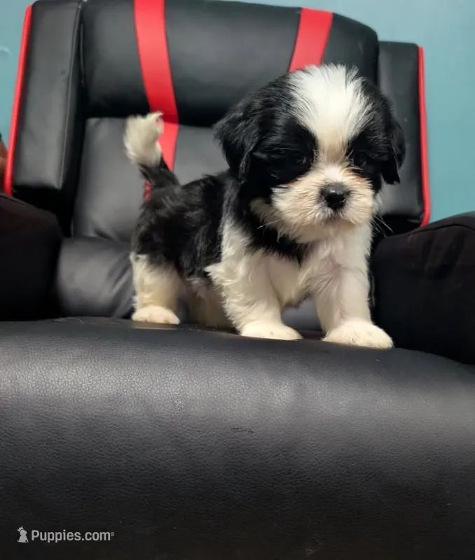 Rowan 2 – Shih Tzu puppy for sale in Dillon, SC
