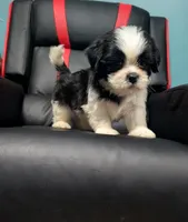 Rowan 2, a male Shih Tzu for sale in Dillon, SC – 1 of 3