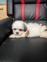 Luke, a male Maltese and Shih Tzu for sale in Dillon, SC – 3 of 3