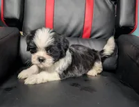 Rowan 2, a male Shih Tzu for sale in Dillon, SC – 3 of 3