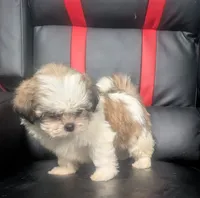 Ivey 2, a female Shih Tzu for sale in Dillon, SC – 3 of 3